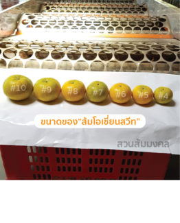 ส้มโอเชี่ยนสวีท ขายส่ง ฝาง เชียงใหม่ ออนไลน์ 5