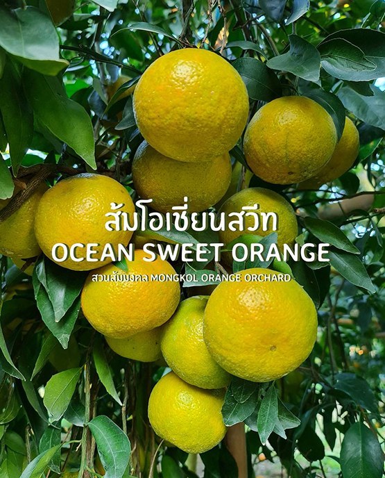 ส้มโอเชี่ยนสวีท · สวนส้มมงคล