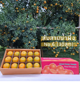 ส้มสายน้ำผึ้งขายส่ง ฝาง เชียงใหม่ ออนไลน์2