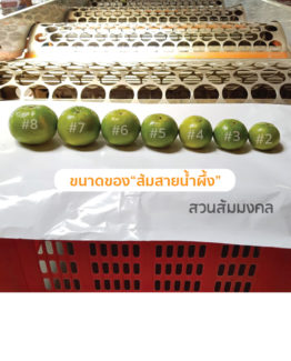 ส้มสายน้ำผึ้งขายส่ง ฝาง เชียงใหม่ ออนไลน์5