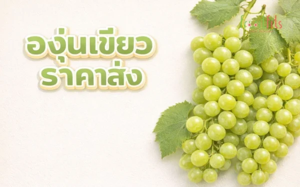องุ่นเขียวนำเข้า ซื้อที่ไหนดี ราคาส่ง — คู่มือฉบับเต็มสำหรับธุรกิจ F&B องุ่นเขียวนำเข้า ซื้อที่ไหนดี ราคาส่ง — คู่มือฉบับเต็มสำหรับธุรกิจ F&B