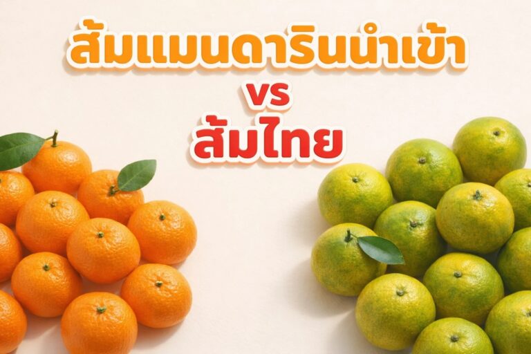 ส้มแมนดารินนำเข้า vs ส้มไทย ต่างกันยังไง คู่มือสำหรับธุรกิจซื้อส่งผลไม้