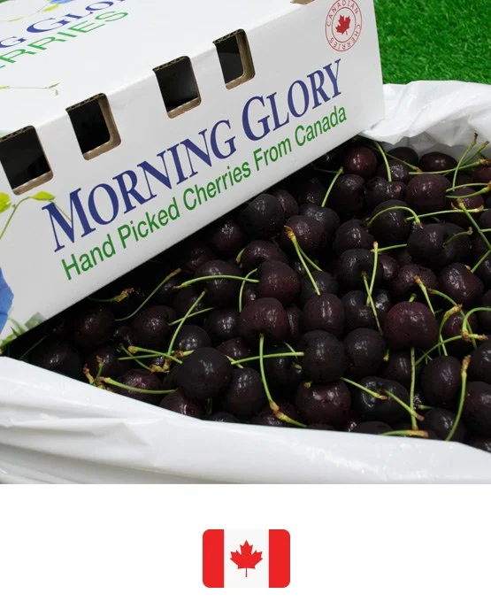 เชอรี่แดง Morning Glory แคนาดา เชอรี่แดง · Morning Glory