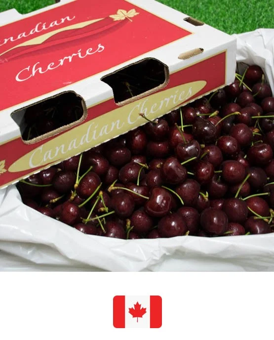 เชอรี่แดง · Canadian Cherries